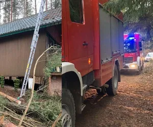 Martwy mężczyzna wisiał na drzewie! Koszmar pod Olsztynem