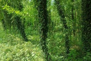 Park Baranowski w Kielcach piękny jak Narnia