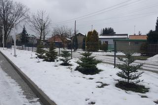 Drzewa dla sosnowieckiego hospicjum