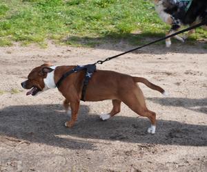 Dogtrekking w Poznaniu