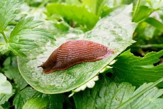 Jak zwalczać ślimaki w ogrodzie?