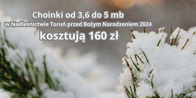 Tu sprzedają najtańsze choinki w województwie kujawsko-pomorskim. Można wybrać samemu!