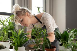 Rośliny w domu: 7 powodów, dla których warto otaczać się roślinami w domu