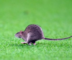 Courtois okiełznał szczura