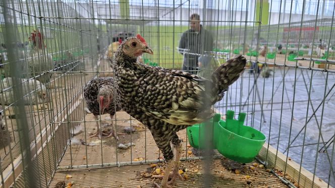 Kalisz. Rasowe gołębie, drób i króliki można podziwiać w hali OSRiR