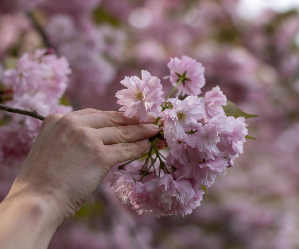 Koi, nawilża, zmniejsza zmarszczki i przebarwienia. Właśnie kwitnie jak szalona 