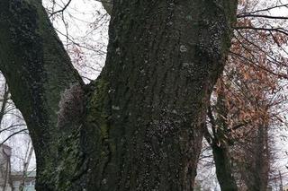 Pluskwiaki zimują na poznańskich lipach