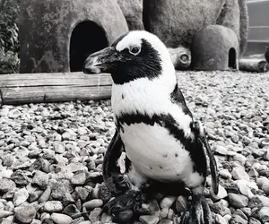 Odszedł najstarszy pingwin z wrocławskiego zoo. Śpij dobrze, będziemy za Tobą tęsknić