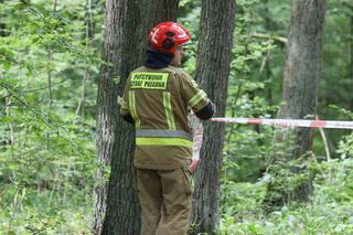 Kobieta przygnieciona przez drzewo 