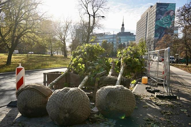 Trwa sadzenie 63 drzew na Marszałkowskiej. Przebudowa ulicy dobiega końca