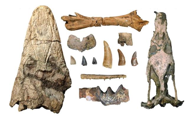 Skamieniałości odkryte w Miedarach koło Tarnowskich Gór