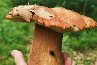 Grzyby w Świętokrzyskiem