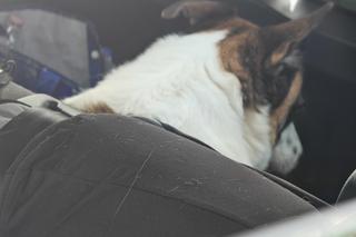 Zostawili psa w rozgrzanym aucie. Interweniowali strażnicy miejscy