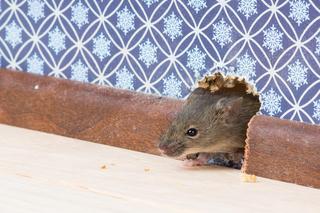 Co na myszy w domu? Najskuteczniejsze sposoby na gryzonie w domu