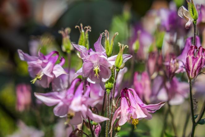 Orlik pospolity (Aquilegia vulgaris)