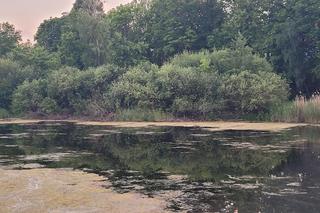 Jezioro Długie zarasta inwazyjna roślina. Radny interweniuje [ZDJĘCIA]