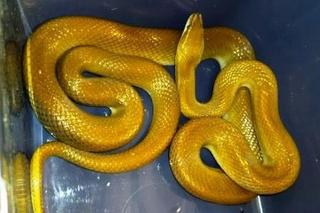 Wielki wąż leżał pod ławką na Żoliborzu! Do akcji ruszyli strażnicy