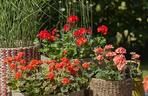 Pelargonie
