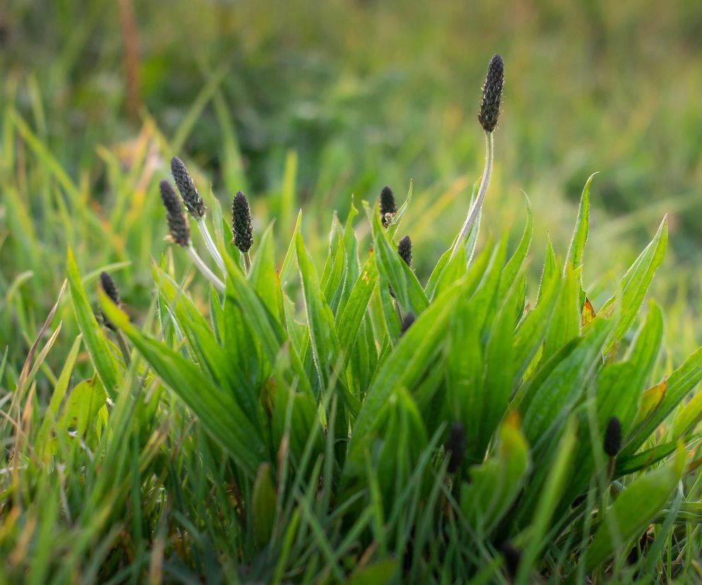 Zmniejsza ból stawów i leczy żylaki. Ta roślina rośnie tuż za rogiem