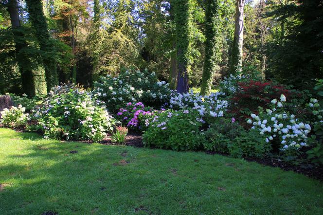 Nowa kolekcja w Arboretum Kórnickim! Hortensjowy zawrót głowy