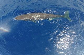 5 lat więzienia za figurkę z zęba kaszalota? 