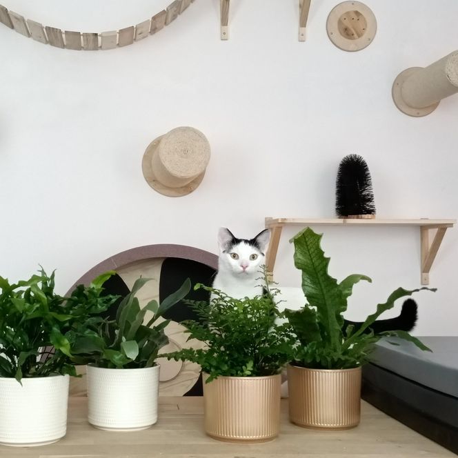 Tramwajowe koty szukają domu. "Fabryka Mruczenia", mały Duńczyk i spółka polecają się do adopcji.