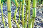 Fylostachys złotobruzdowy ‘Spectabilis’