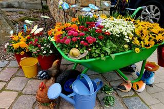 Ogrody Kapias w Goczałkowicach kwitną w maju