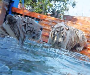 Zoo Borysew może się pochwalić jedynym takim obiektem w Europie. To basen dla białych tygrysów [ZDJĘCIA]. 