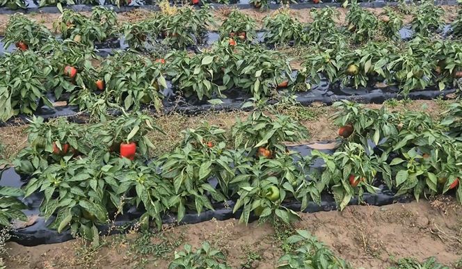 Rolnik rozdają paprykę za darmo! Ceny na skupie to dramat