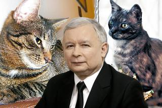 Biznesmen WYŚMIEWA pomoc Kaczyńskiego. Nie obyło się bez komentarza o KOCIE