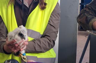 Sokoły z Lublina już zaobrączkowane, ale imion jeszcze nie znamy