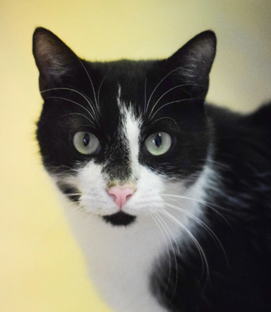 Kot do adopcji w zielonogórskim schronisku