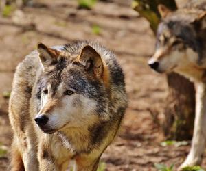 Wzrasta populacja wilków! Sprawdź, czy można je spotkać w Łódzkiem