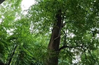 Las Kudra w woj. podlaskim