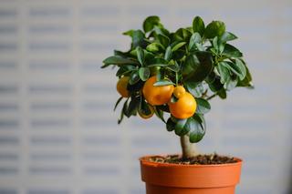 Jakie cytrusy można hodować w domu? Sprawdź!