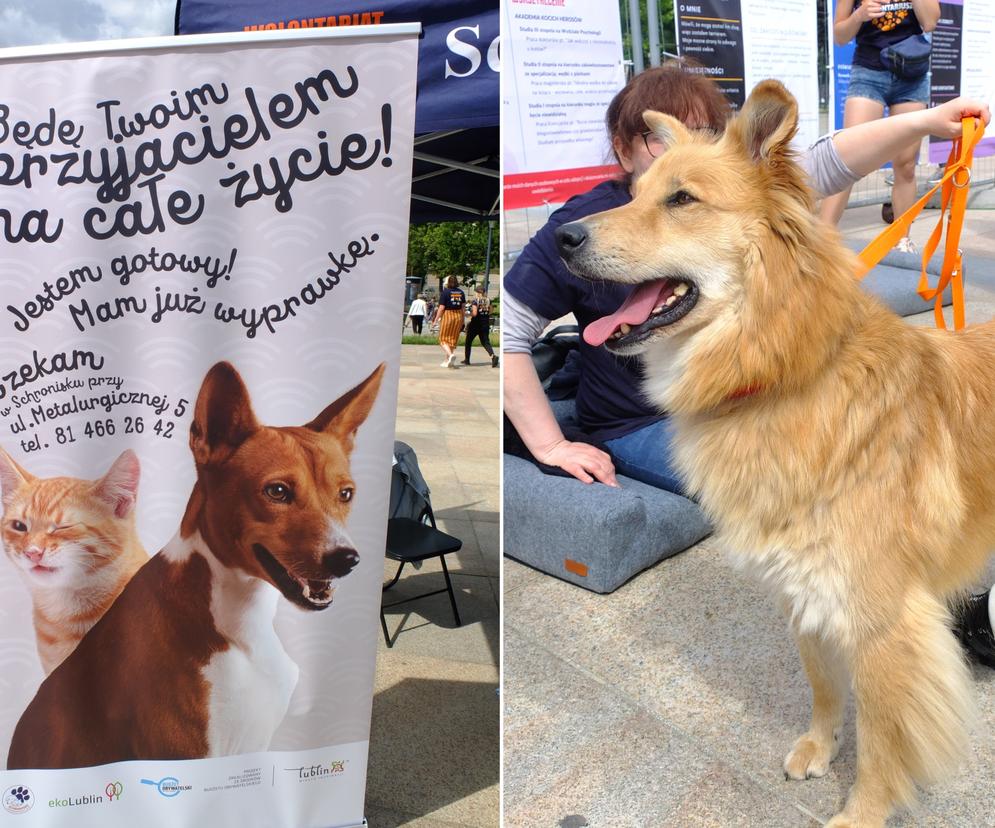 Szukały kochających ludzi na Placu Litewskim