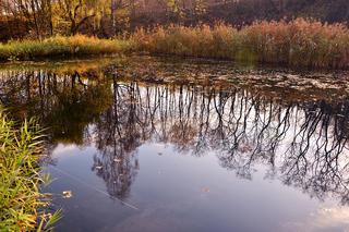 Chwałowice w powiecie stalowowolskim: Ze stawu wyłowiono ciało kobiety