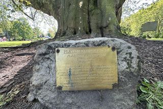 Platan Konstytucyjny w Dobrzycy