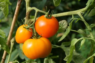 Pomidor zwyczajny - Lycopersicon esculentum