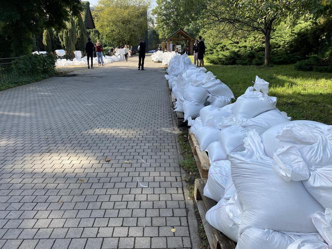  ZOO Wrocław. Umacnianie wałów, układanie worków z piaskiem