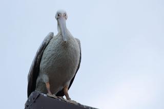 Ornitologiczna sensacja na Pomorzu. We wsi wylądował... pelikan!