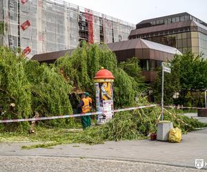 Stara wierzba płacząca w centrum Kielc złamana! 