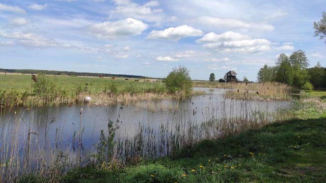 Europejska Wieś Bociania w Pentowie. Unikalne miejsce na Podlasiu