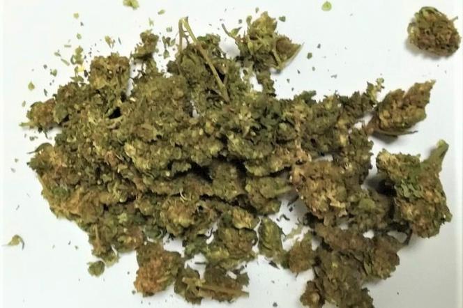 marihuana susz