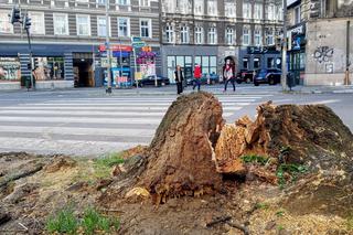 Na alei Wojska Polskiego wycięto kilkanaście drzew. Internauci: Barbarzyństwo!