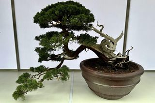 Drzewko bonsai. Jakie choroby i szkodniki atakują drzewka bonsai?