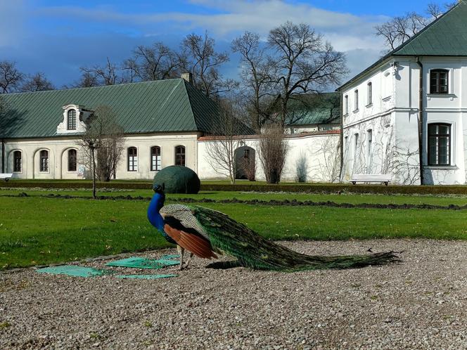Muzeum Zamoyskich w Kozłówce wczesną wiosną