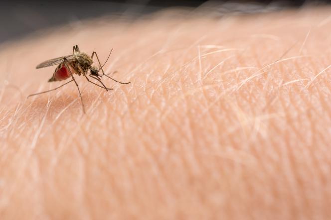 Ile krwi może wypić komar