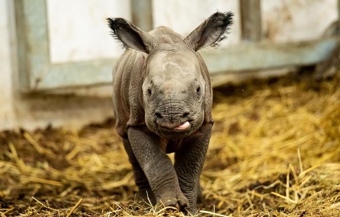 Wrocław: Ten mały nosorożec zaciekawił cały świat! Poznajcie Kiran [ZDJĘCIA]